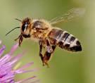 فروش کندوی زنبور عسل(کلنی زنبور عسل)