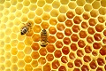 خرید و فروش انواع عسل به صورت عمده و خرده