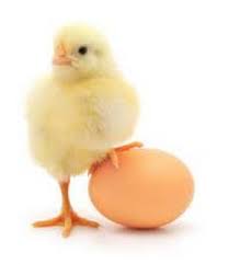 فروش تخم مرغ نطفه دار صنعتی راس و کاپ