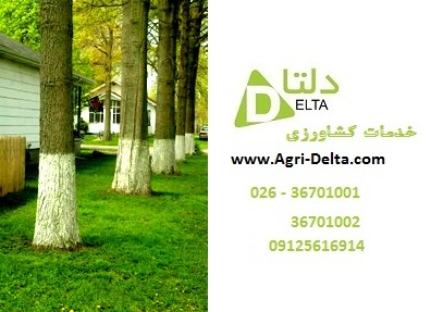 چسب محافظ تنه درختان پدیده www.Agri-Delta.com