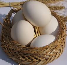 اعطای نمایندگی فروش تخم مرغ در نوشهر