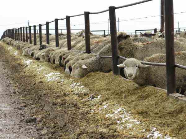 کارگاه آموزشی پرواربندی گوسفند