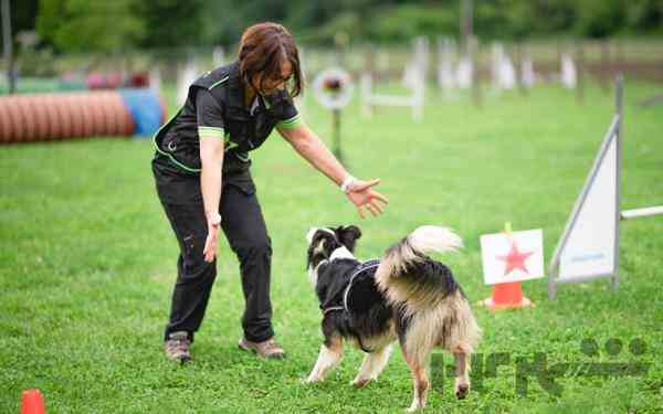 بهترین مربی سگ در کرمان
