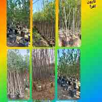 فروش انواع نهال درخت بن ١۵ و ٢٠ درخت زینتی ویژه جرایم شهرداری تهران