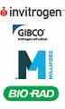 Abcam , Santa Cruz , eBioscience , Molecular probs in Iran