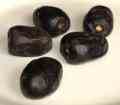 صادرات و واردات کلیه کالاهای مجاز 