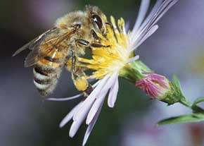روش ساخت کندو و پرورش زنبور عسل