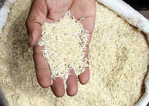 فروش عمده ی برنج شمال بدون واسطه