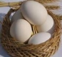 فرآوری تخم مرغ