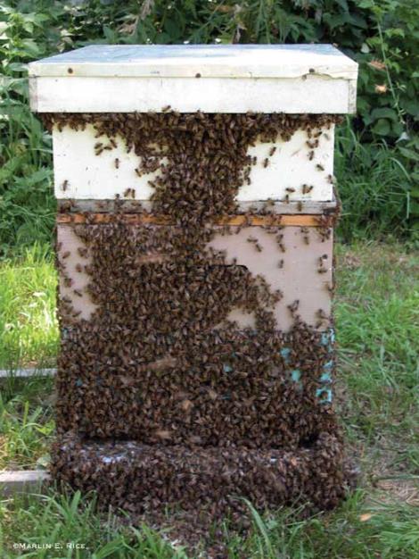 طرحهای توجیهی پرورش زنبور عسل با ظرفیت های مختلف