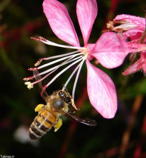 کندوی زنبور عسل اصلاح شده با ملکه کارنیکا(کارنیولان)