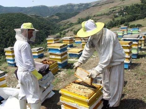 30 سال تولید عسل ارگانیک و گیاهی از 1362