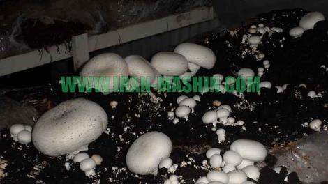 تولید و فروش انواع بذر قارچ خوراکی ( اسپان قارچ ) دکمه ای و صدفی کمپوست آماده قارچ دکمهای و خاک پوششی