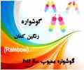 گوشواره اسپرت مدل جدید کمپانی rainbow 