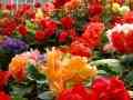 هشدار دهنده دمای گلخانه