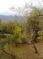 زمینی به اندازه 600 متر در روستای زیبای سیاهرودپشته گیلان