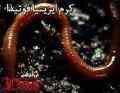 کرم ایزینیا فوتیدا
