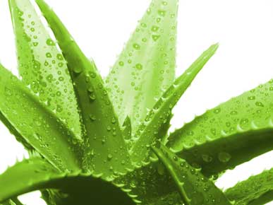 آلوئه ورا aloe vera