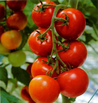 فروش بذر گوجه فرنگی کینگ استون 