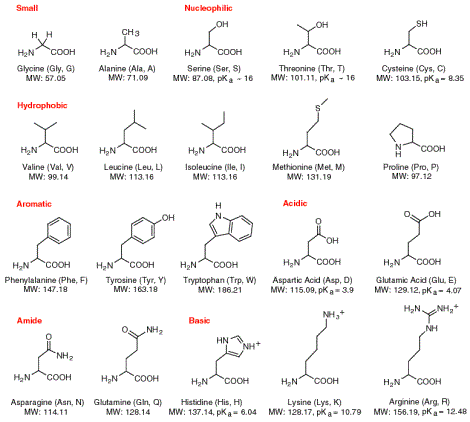 خط تولید اسید آمینهamino acid