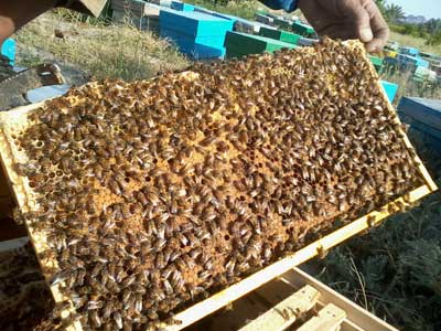 خرید عسل طبیعی در اردبیل