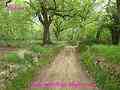 باغ  گردو و میوه