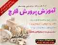 آموزش کامل پرورش قارچ