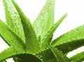 آلوئه ورا aloe vera