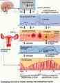 درمان گیاهی ساده کیست کلیه سینه رحم تخمدان بی جراحی