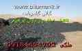 گیلسونایت