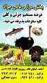 روغن خالص شتر مرغ  کلی و جزئی  از 1 کیلو تا 500 کیلو 