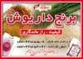 برنج داریوش