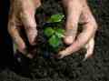 کود های شیمیایی - fertilizer