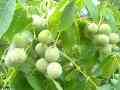 فروش باغ میوه