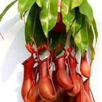 فروشگاه اینترنتی سیدز دات آی آر | فروش آنلاین انواع بذر،گل و گیاه