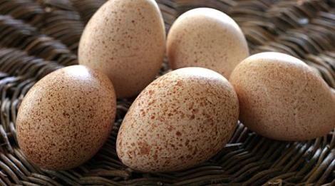 فروش تخم نطفه دار مرغ محلی و بومی ؛ غاز ؛ بوقلمون ؛ اردک ؛ کبک