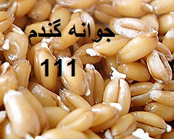 تولید جوانه گندم 111