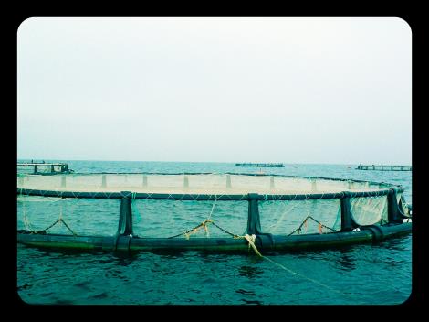 خرید و فروش ماهی های پرورش یافته در دریا