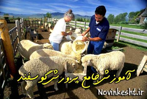 کاملترین مجموعه پرورش گوسفند | کتاب بهمراه سی دی