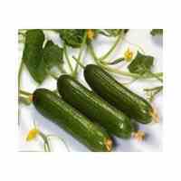 دانلودمجموعه طرح توجیهی پرورش خیارگلخانه ای به همراه هدایا ویژه ویژه