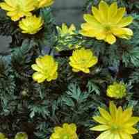 Topsis ، Topsis فازی، AHP فازی