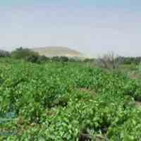 فروش باغ انگور