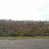 نه هزار متر زمین-زیباکنار 29 متر بر جاده اصلی