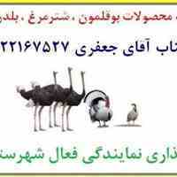 گروه تجاری آریا پخش ,توزیع کننده انواع محصولات بوقلمون , شترمرغ , بلدرچین