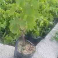 فروش نهال انگور یاقوتی کیسه ای