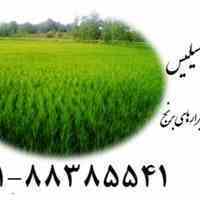 نقش استفاده از سیلیس زمین