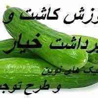 آموزش کاشت وبرداشت خیارگلخانه ای+تکنیک های نوین وطرح توجیهی