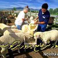 کاملترین مجموعه پرورش گوسفند | کتاب بهمراه سی دی