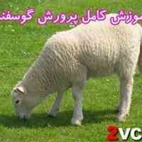آموزش کامل تصویری پرورش وپروارگوسفند