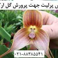 فروش پرلیت جهت پرورش گل ارکیده